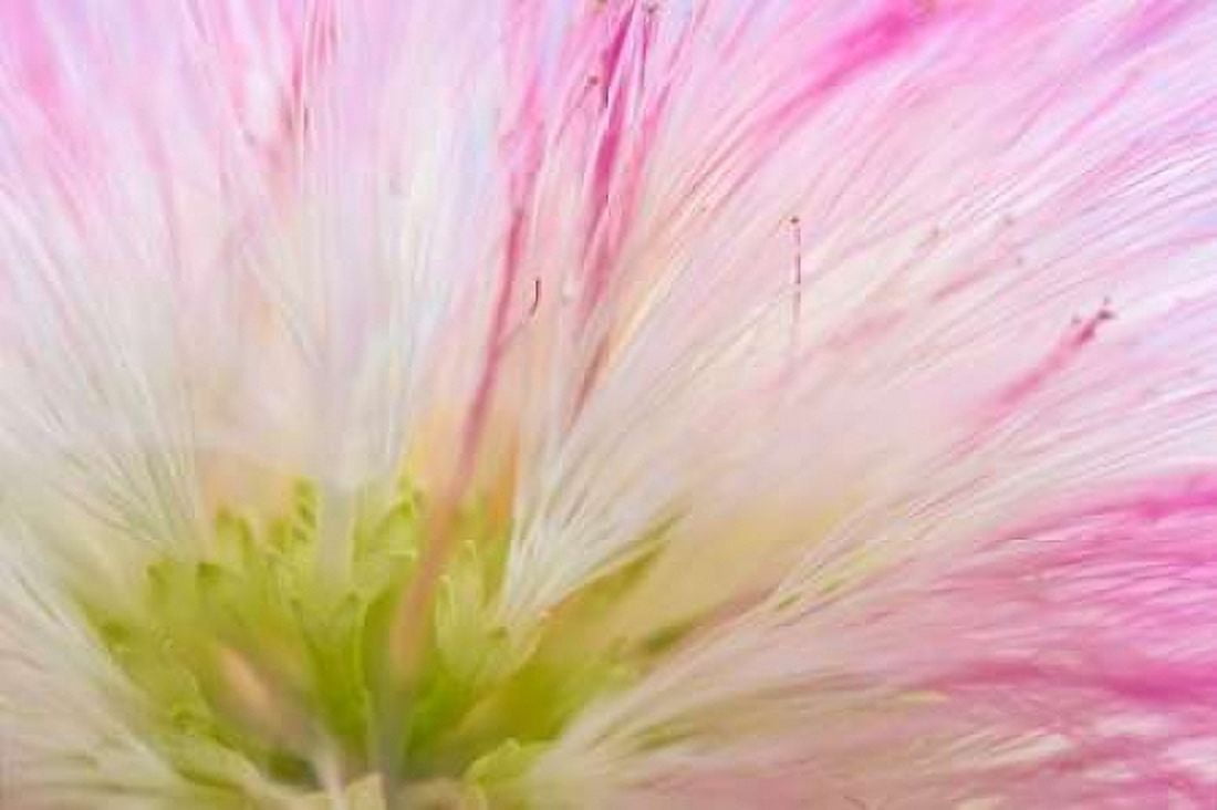 Mimosa Tree Blossom IV Canvas Art - Kathy Mahan (24 x 36)