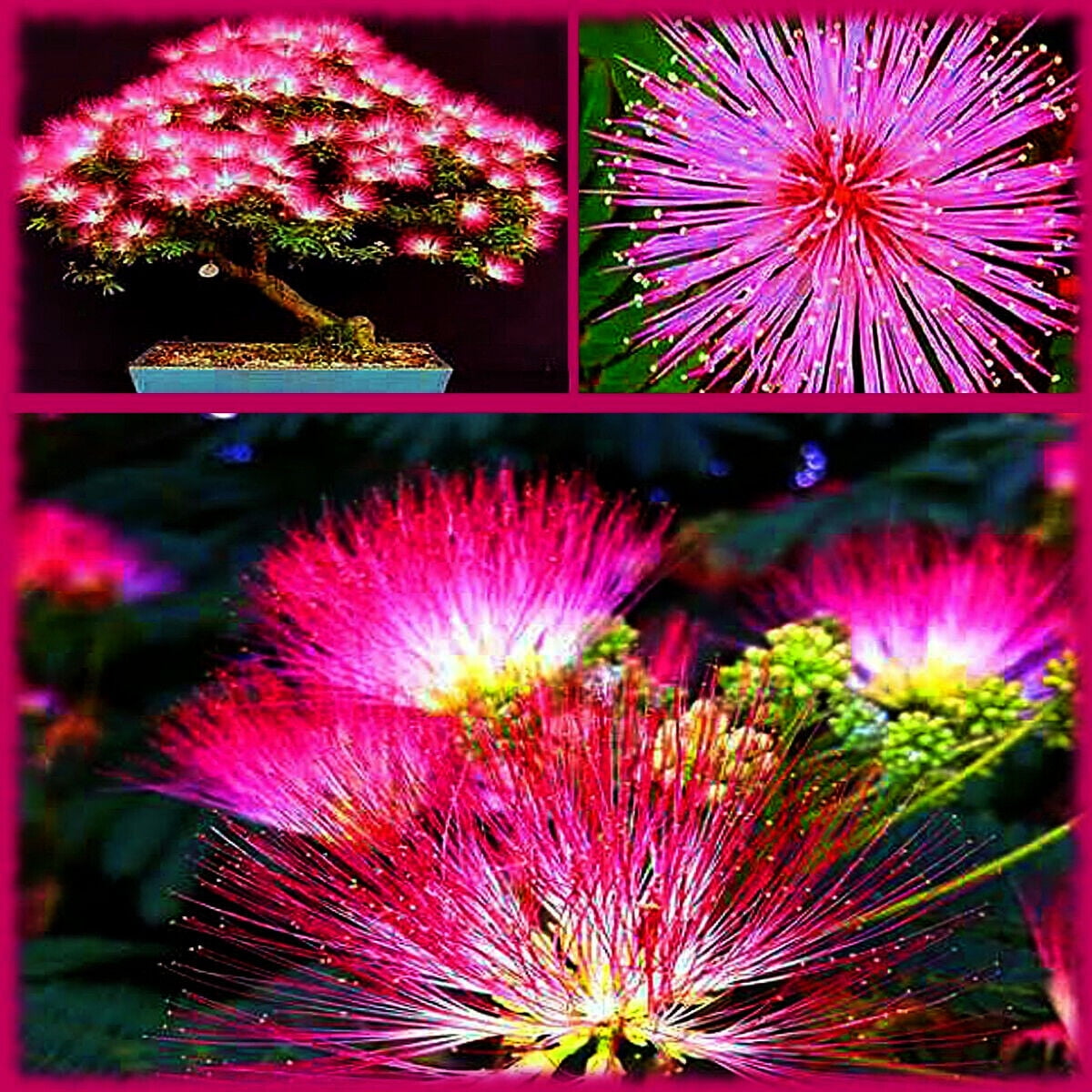 Mimosa Tree Seeds julibrissin) Persian Pink Silk Flower Plant