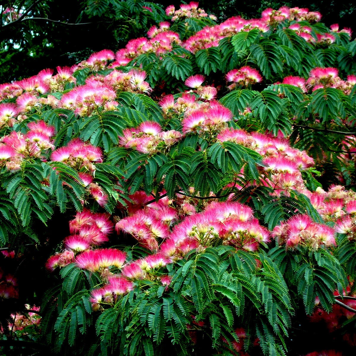 Mimosa Tree Seeds julibrissin) Persian Pink Silk Flower Plant