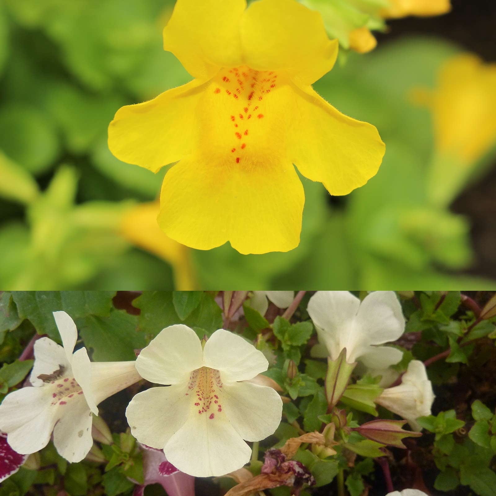 Mimulus Flower Garden Seeds - Magic Ball Mix - 1000 Seeds - Annual Flower Gardenig Seeds - Mimulus x hybridus