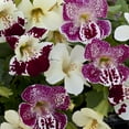 thumbnail image 1 of Mimulus Magic Spring Blossom Flower Seed Mix - 200 Seeds, 1 of 1