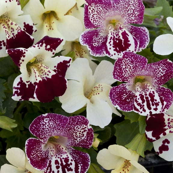Mimulus Magic Spring Blossom Flower Seed Mix - 200 Seeds