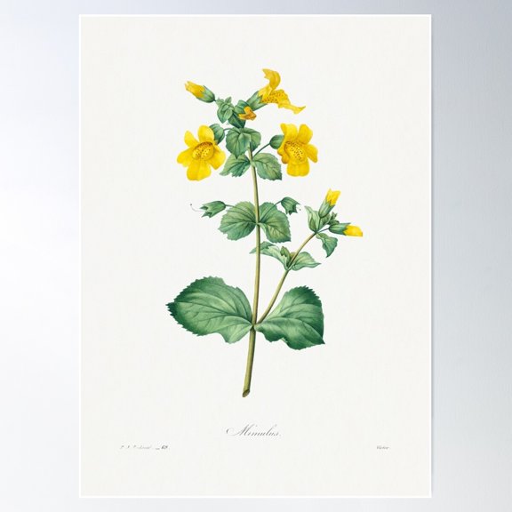 Mimulus Narcissus And Pansy Bouquet (1759–1840) Vintage Hand Drawn Flower Sketch (Botanical Drawing) Poster Wall Art, Modern Wall Decor For Living Room Bedroom, 12x18 UNFRAMED