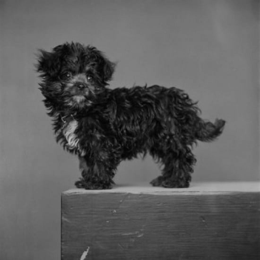 Minature poodle cocker Canvas Art - (24 x 36)