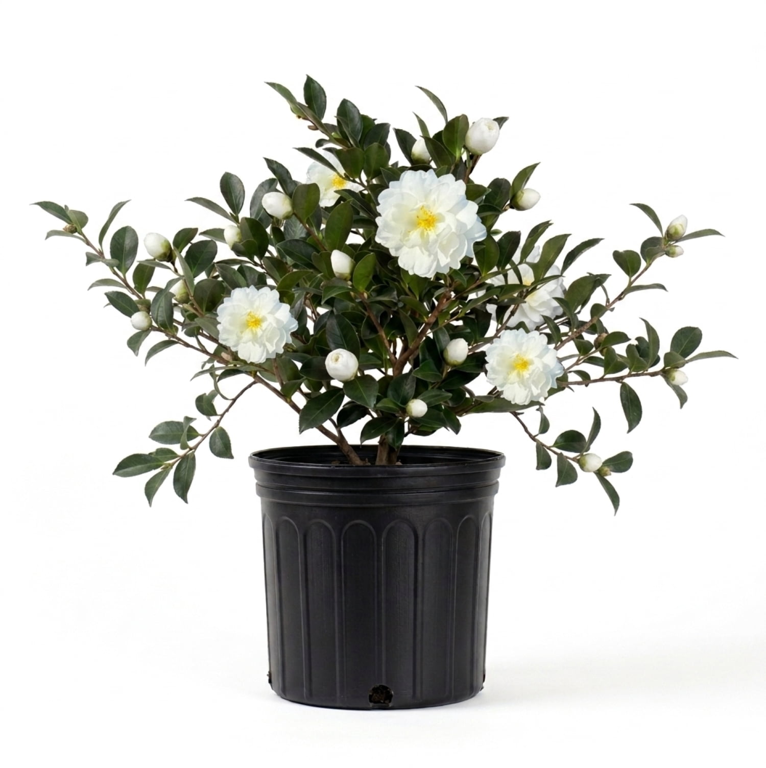 Expert Gardener Mine No Yuki Camellia (2.5 Gallon) Flowering Evergreen Shrub with White Blooms - Full Sun Live Outdoor Plant