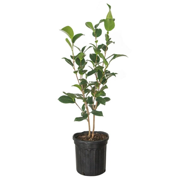 Expert Gardener Mine No Yuki Camellia (2.5 Quart) Blooming Evergreen Shrub - White Flowers - Full Sun Live Shrub