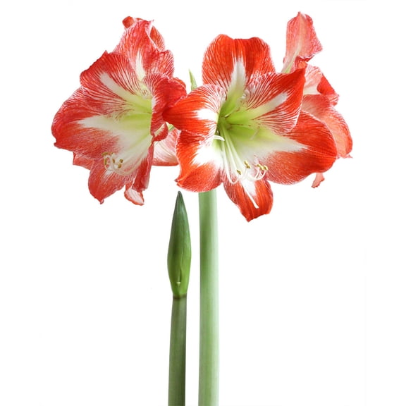 Minerva Amaryllis - 26-28 cm bulb