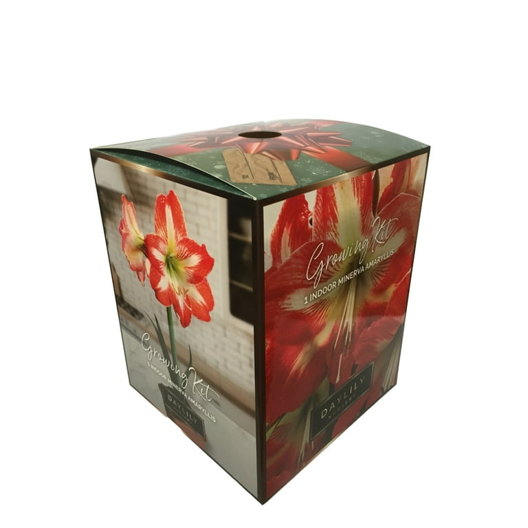 Apple Blossom Amaryllis Bulb in an Elegant Box, With a Plastic Planting Pot, and a Professional Growing Medium