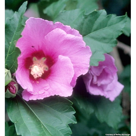 Minerva Rose of Sharon - 3 Gallon Shrub