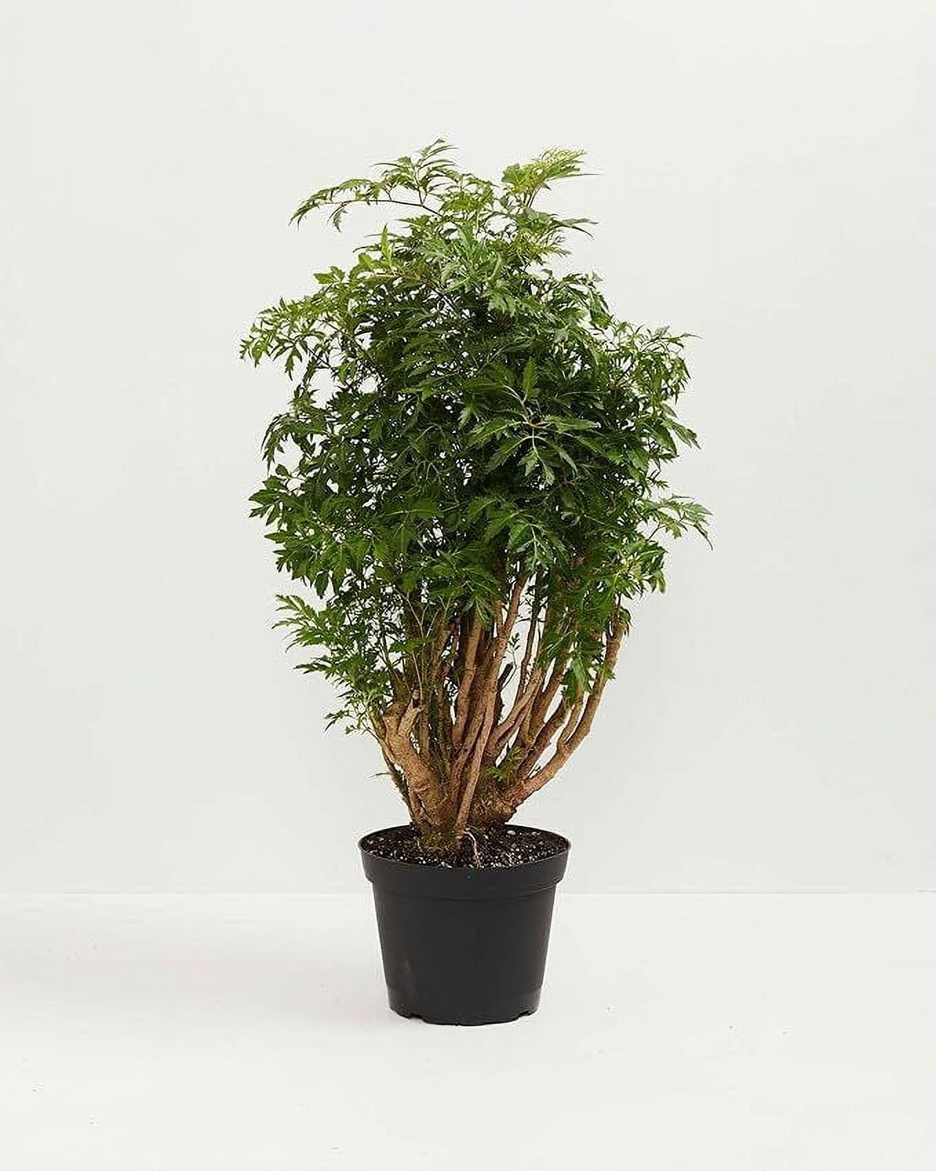 Ming Aralia Tree Plant Live Indoor In 6 Inch Grower Pot Air Purifying ...