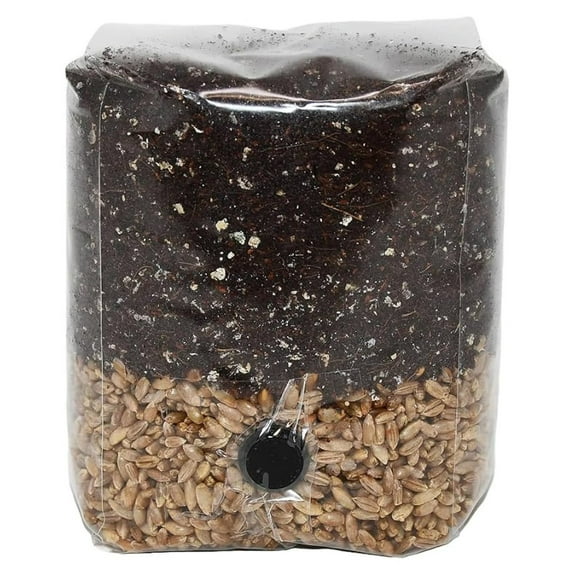 Mini All in One Mushroom Grow Bag