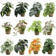 thumbnail image 1 of Mini Artificial Potted Plants Set Realistic Tropical Monstera Ivy UV Resistant Faux Mini Potted Greenery Leaves Plants Indoor for Home Office Desk Shelf Bathroom Jungle Hawaiian Party Décor Gifting, 1 of 9