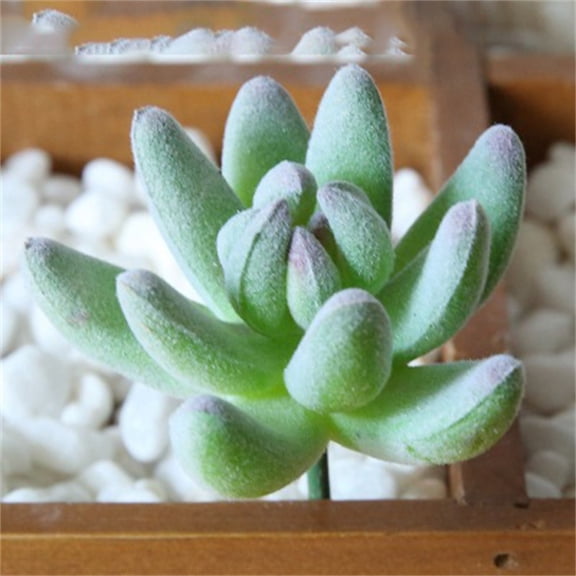 Mini Artificial Succulent Picks, Faux Succulent Plant Heads, Unpotted Fake Succulent Stems, Frosted Flocked Succulent, DIY Greenery for Mini Landscape Office Home Floral Arrangement Use 1Pcs