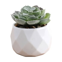 Mini Artificial in Plastic Pot - Fake Plants for Indoor Office Home Decor, Perfect Gift for Women, Low Maintenance Faux Plant for Kitchen, Living Room, Bedroom, and More