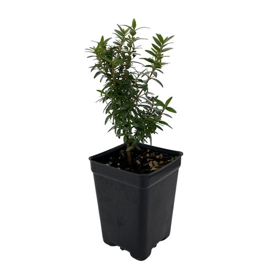 Mini Biblical Myrtle communis 'Minima' - 2.5" Pot - Fairy Garden/Houseplant