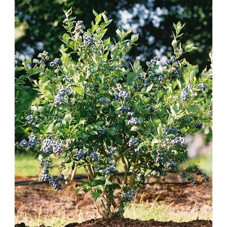 Mini Blues Blueberry Bush - Live Plant ( 1 QT ) - Edible Landscape Plant