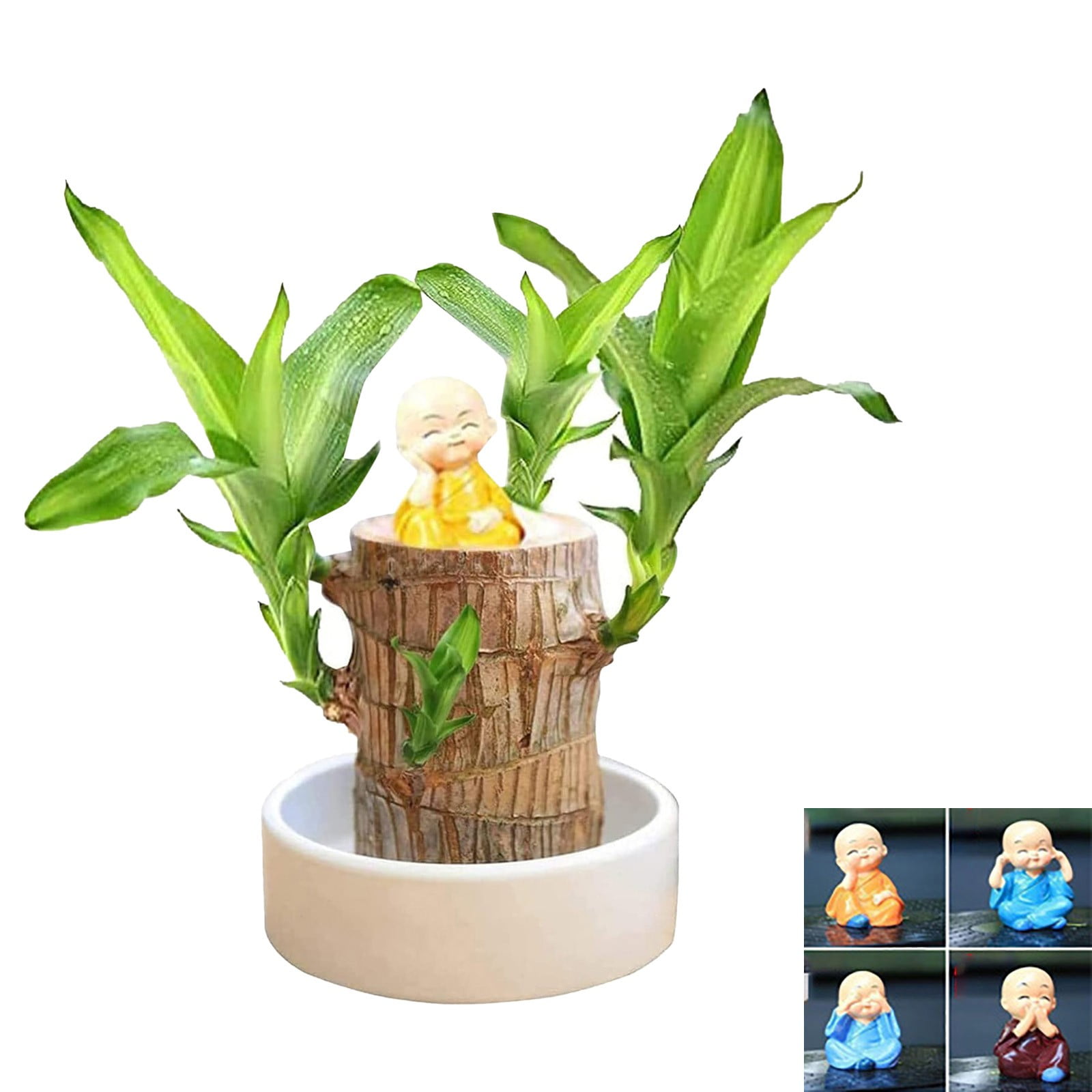 Mini Brazil Lucky Wood,2024 New Brazilian Lucky Wood,Hydroponic Tree