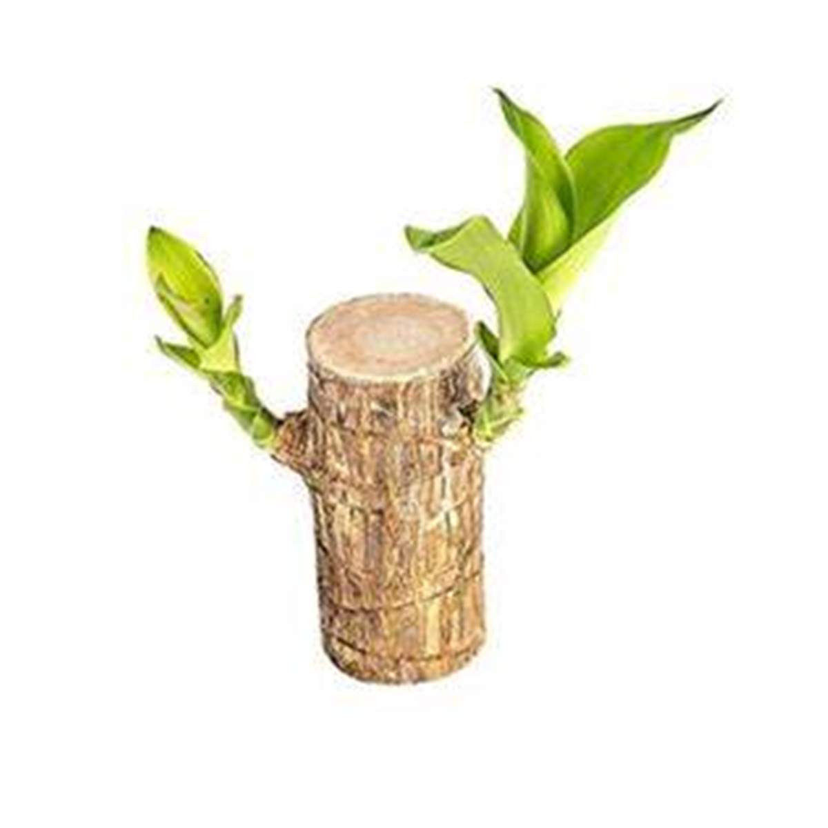 Mini Brazil Lucky Wood, Brazilian Wood Decor, Brazilian Lucky Wood