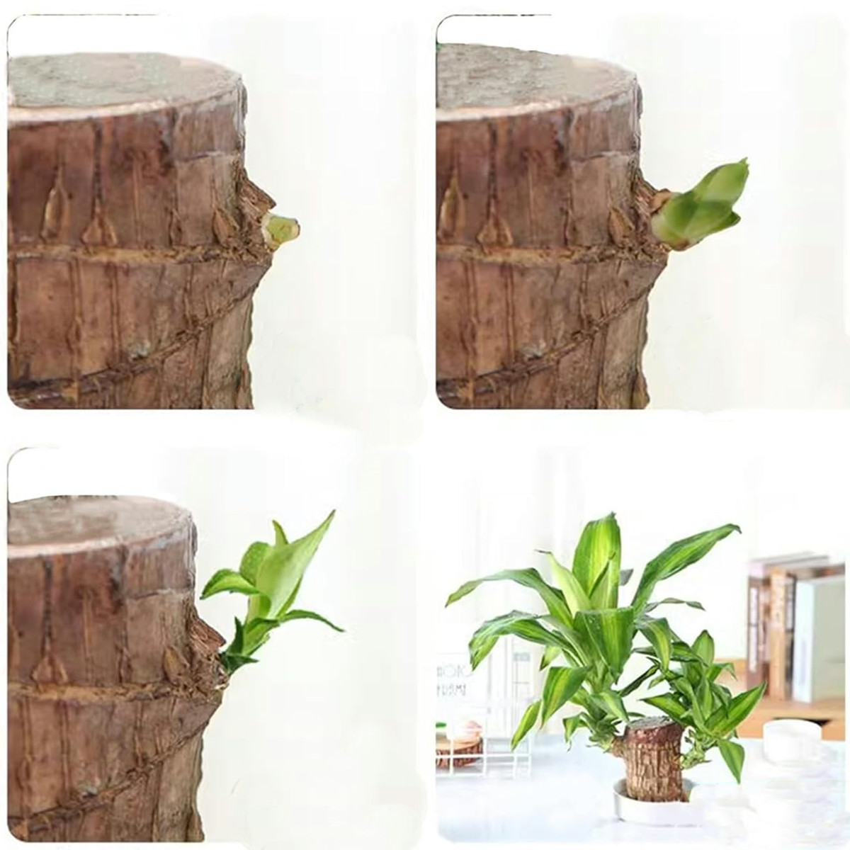 Mini Brazil Lucky Wood, Brazilian Wood Decor, Brazilian Lucky Wood
