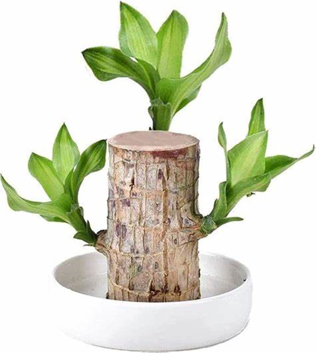 Mini Brazil Lucky Wood, Brazilian Wood Decor, Brazilian Lucky Wood