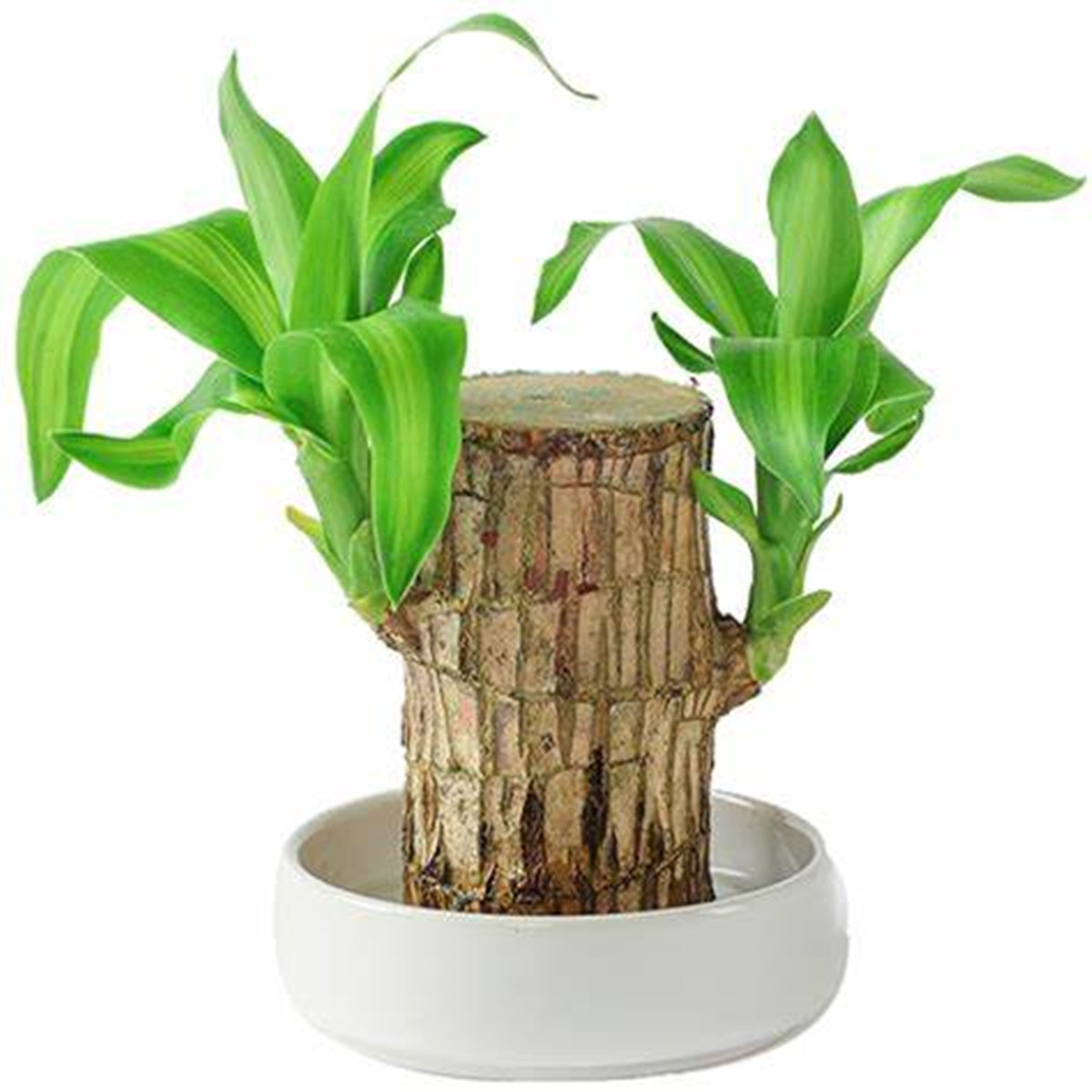 Mini Brazil Lucky Wood, Brazilian Wood Decor, Brazilian Lucky Wood