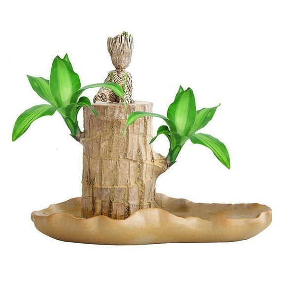 Mini Brazil Lucky Wood Hydroponic Tree Stump Desktop Plants IndoorOffice Desktop 1Pack