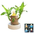 Mini Brazil Wood,Hydroponic Tree Stump Desktop Plants,Brazilian Wood