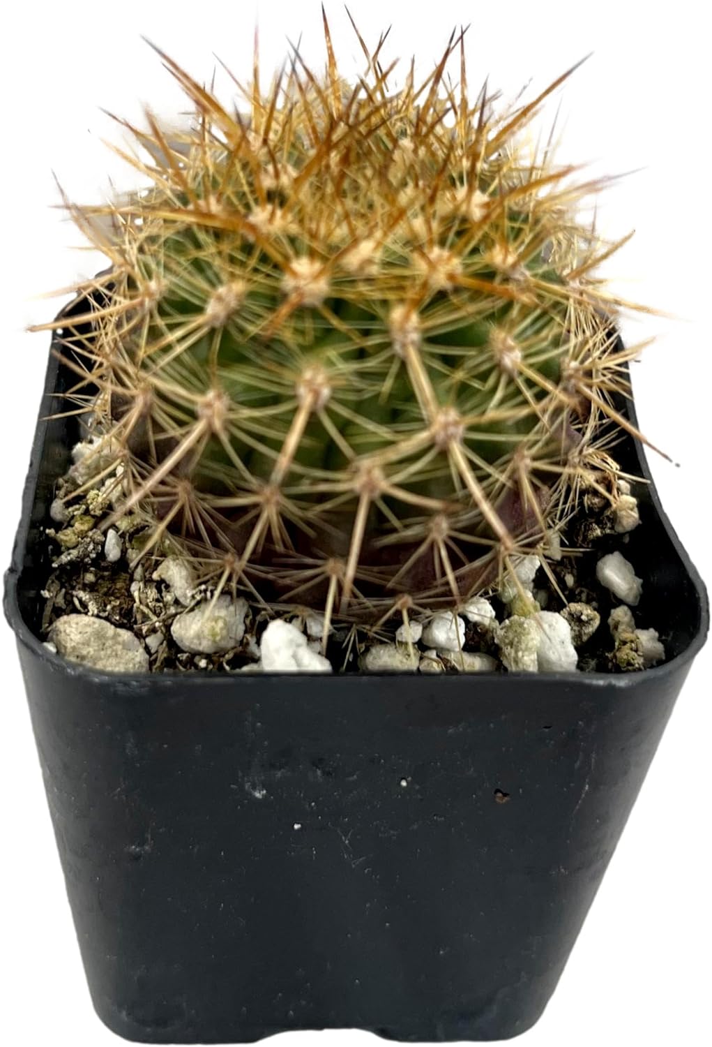 Mini Cactus Plants Live Plants (4 Pack), Cactus Plant Indoor Live