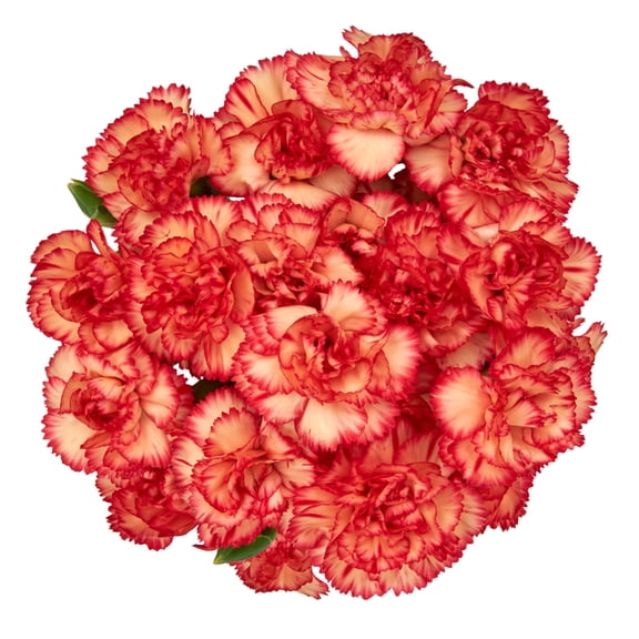 Mini Carnation Flower Bunch Small, Colors May Vary