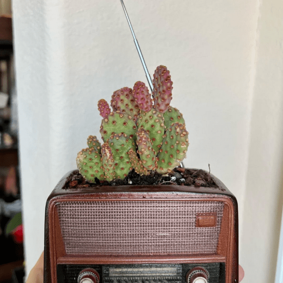 Mini Cinnamon Cactus, Opuntia Rufida Minima, Rare Cactus, Small Succulent, Live Plant in 4 Inches Tall in Pot