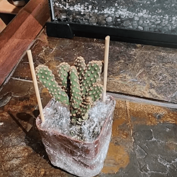 Mini Cinnamon Cactus, Opuntia Rufida Minima, Rare Cactus, Small Succulent, Live Plant in 4" pot