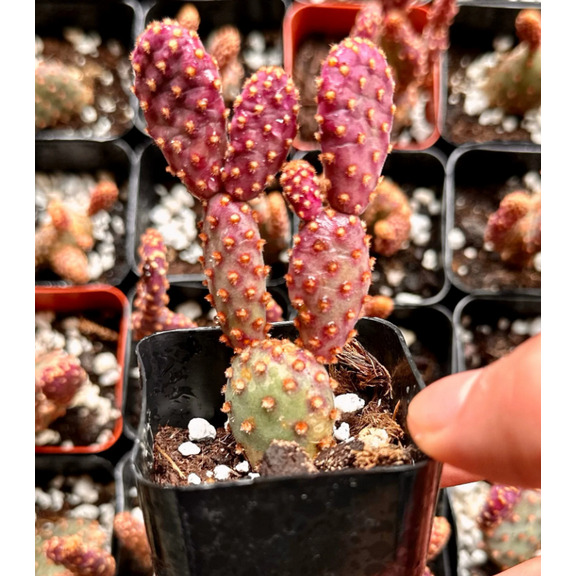 Mini Cinnamon Cactus Plant Rare Opuntia Rufida Minima Cactus Plant 2"Pot