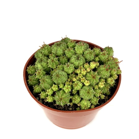 Mini Corn Cob Succulents, Euphorbia Submammillaris Cluster, 4" Pot