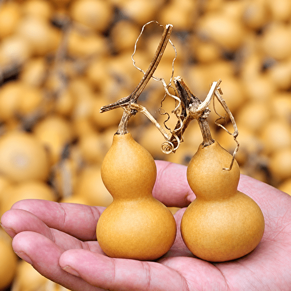 Mini Dried Natural Gourds 20 Pcs, 1.582.56 Inch Small Dried Gourds for Crafts, Good Luck Decor for Home Car Office Desktop