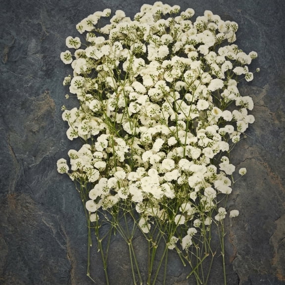 Mini Dried Pressed White Gypsophila Flowers Bulk - Real Natural Flat for Resin Craft, Scrapbooking, Wedding Invitations, Home Decor | Natural Color Variation
