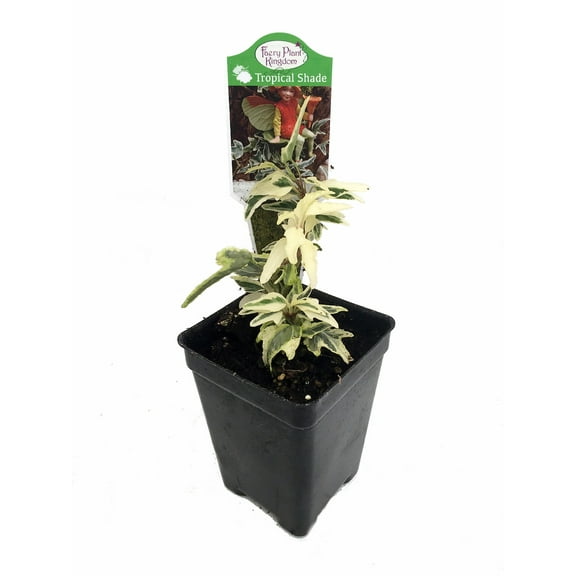 Mini Easter English Ivy - 2.5" Pot - Terrarium/Fairy Garden/House Plant