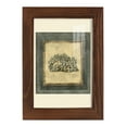 thumbnail image 1 of Mini Exotic Coral I (U) - Framed Print w/glass - Chestnut, 1 of 8