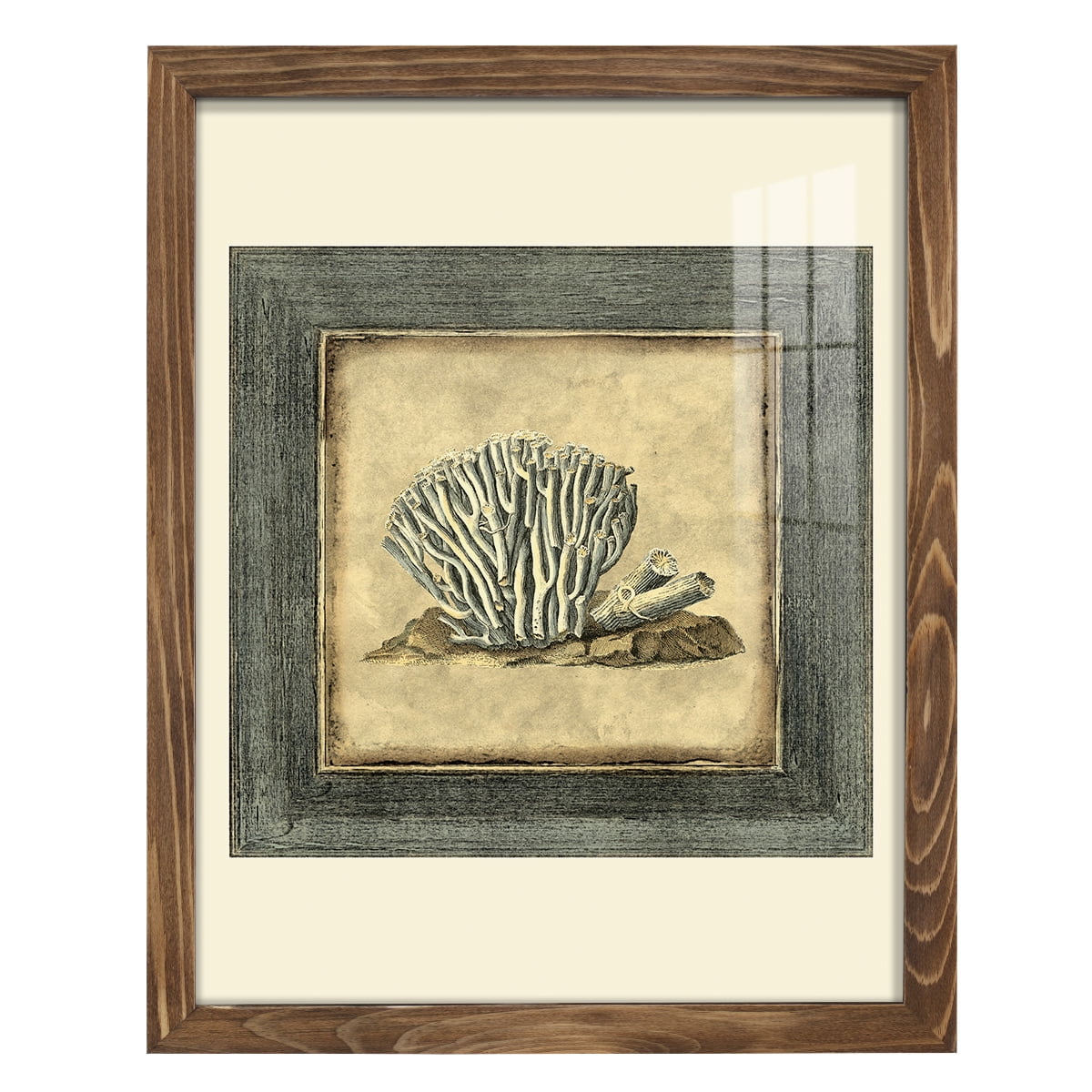 Mini Exotic Coral IX (U) - Framed Print w/glass - Walnut