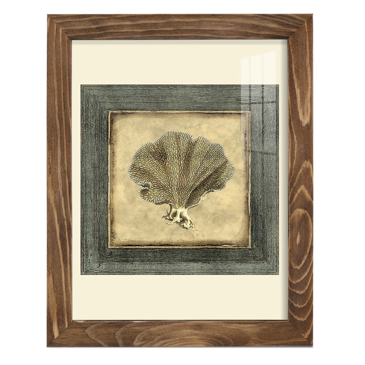 Mini Exotic Coral VI (U) - Framed Print w/glass - Walnut