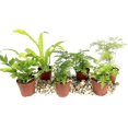 thumbnail image 1 of Mini Fairy Garden - Terrarium Fern Assortment - 6 Live Plants in 2 Inch Pots - Rare Ferns from Florida - Growers Choice Based On Health, Beauty and Availability, 1 of 6