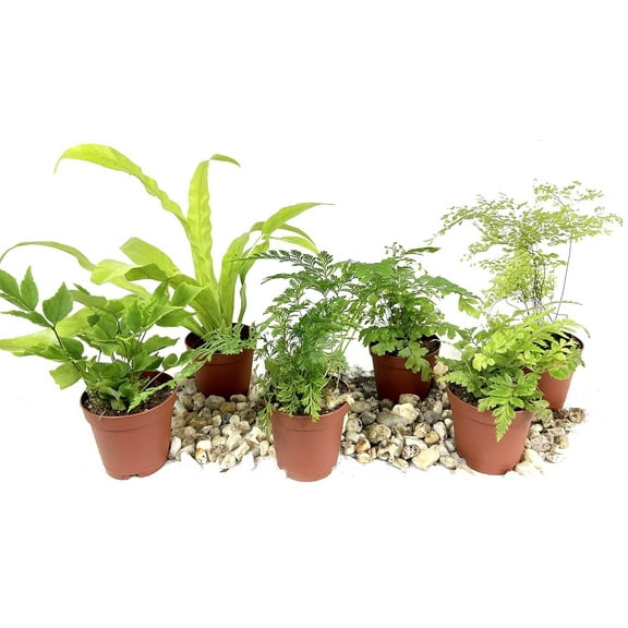 Mini Fairy Garden - Terrarium Fern Assortment - 6 Live Plants in 2 Inch Pots - Rare Ferns from Florida - Growers Choice Based On Health, Beauty and Availability