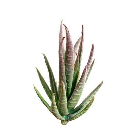 Mini Fake Succulents Artificial Plants - Ceramic White Potted Succulents - Faux Succulents Plants for Home Office Shelf Decorations Wedding Party Home Desk Bonsai Decor