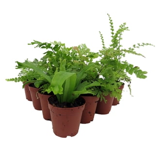 miniature succulent pots Tootie Fruity- Mini Potted Succulent