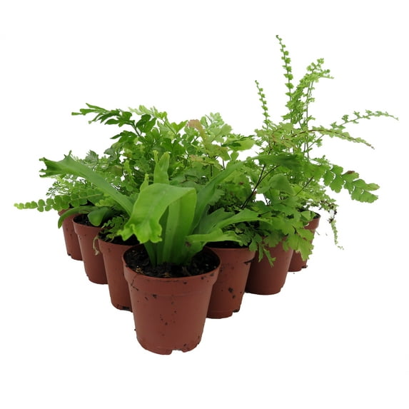 Mini Ferns for Terrariums/Fairy Garden - 10 Plants - 2" Pots