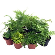 Mini Ferns for Terrariums/Fairy Garden - 10 Plants - 2" Pots