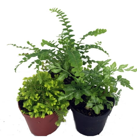 Mini Ferns for Terrariums/Fairy Garden - Live Plants - 3 Different Plants-2" Pots