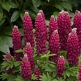 thumbnail image 1 of Mini Gallery™ Red Lupine Perennial - Lupinus polyphyllus - Gallon Pot, 1 of 1