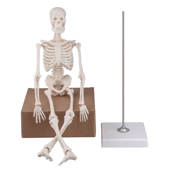Mini Human Skeleton Model, 17 Portable Skeleton Bone Model with Removable Skul