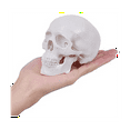 thumbnail image 1 of Mini Human Skull Model, 3 Parts Anatomical Skull Model with Removable Skull Cap and Articulated Mandible, 1 of 6