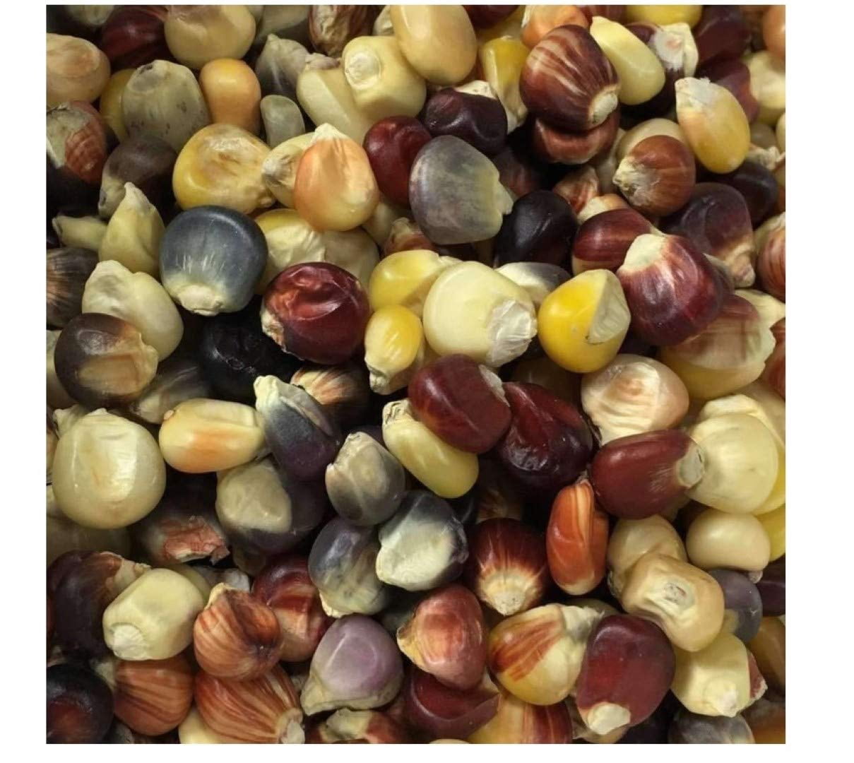Indian Corn Colors